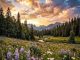Theta Forest – Inner Peace